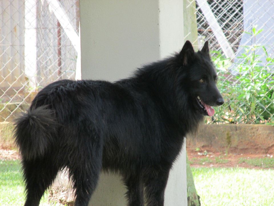 Pastor Belga Groenendael 
